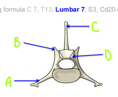 <p>B</p>