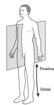 <p>Divides the body at the midline</p>