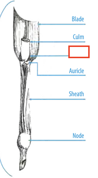 <ul><li><p><span><span>a membranous scale on the inner side of the leaf sheath at its junction with the blade in most grasses and sedges</span></span></p></li></ul><p></p>