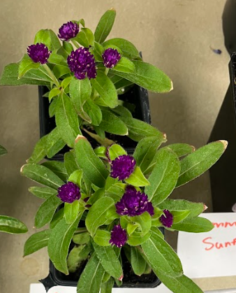 <ul><li><p>heat tolerant</p></li><li><p>will re-seed</p></li><li><p>strong branching capacity</p></li></ul><p></p>