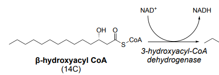 <p>Beta Oxidation (3/4)</p>