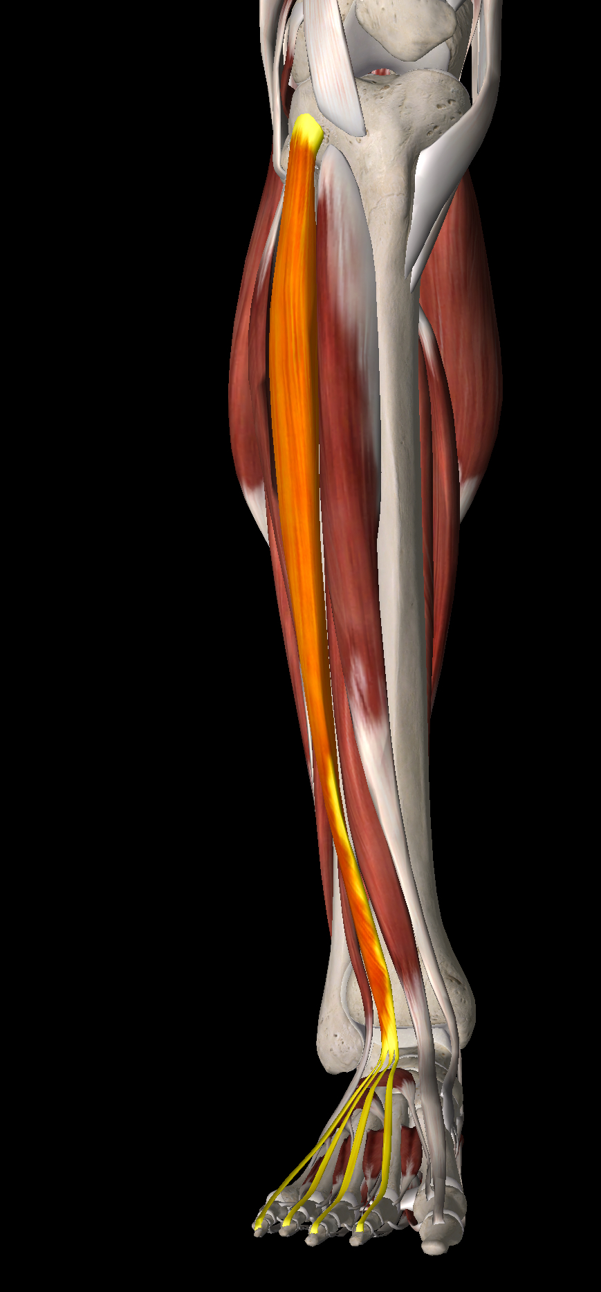 <p>What muscle is this?</p>