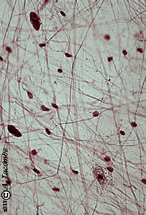 <p>name tissue </p>