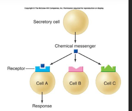 <ul><li><p>membrane bound/ intracellular</p></li><li><p>specific for chemical messengers</p></li><li><p>multiple receptors on each cell</p></li><li><p>responsiveness regulated by up or down regulation of cellular receptor</p></li></ul><p>e.g. cell A has matching receptor for chemical messenger so only one that responds</p><p></p>