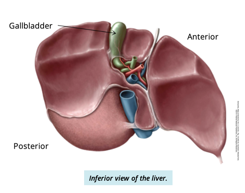 <ul><li><p>peer-shaped muscular sac</p></li><li><p>lies inferior to the right lobe of the liver </p></li></ul><p></p>