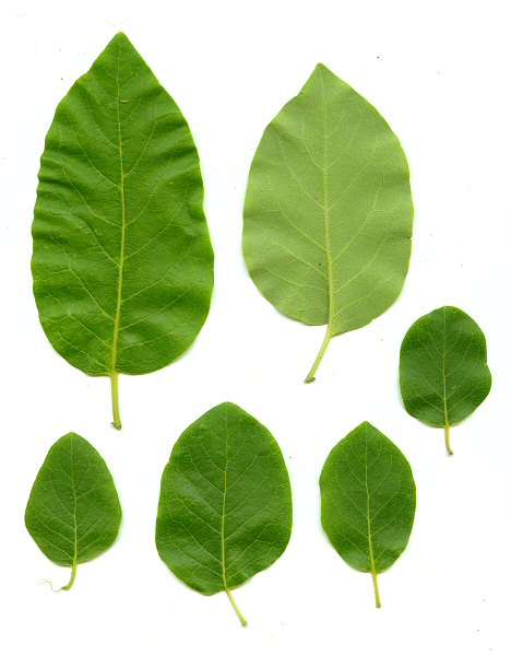 term image