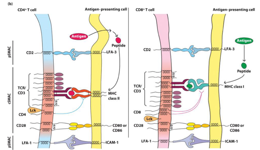 <p>__ signals are required for T cell activation and proliferation.</p><ul><li><p>Signal 1 gives the cell a target.<br><sup>(TCR + MHC)</sup><br></p></li><li><p>Signal 2 gives the context that APC has detected danger.<br><sup>(CD28 on T cell + CD80/86 on APC)</sup></p></li></ul><p></p>
