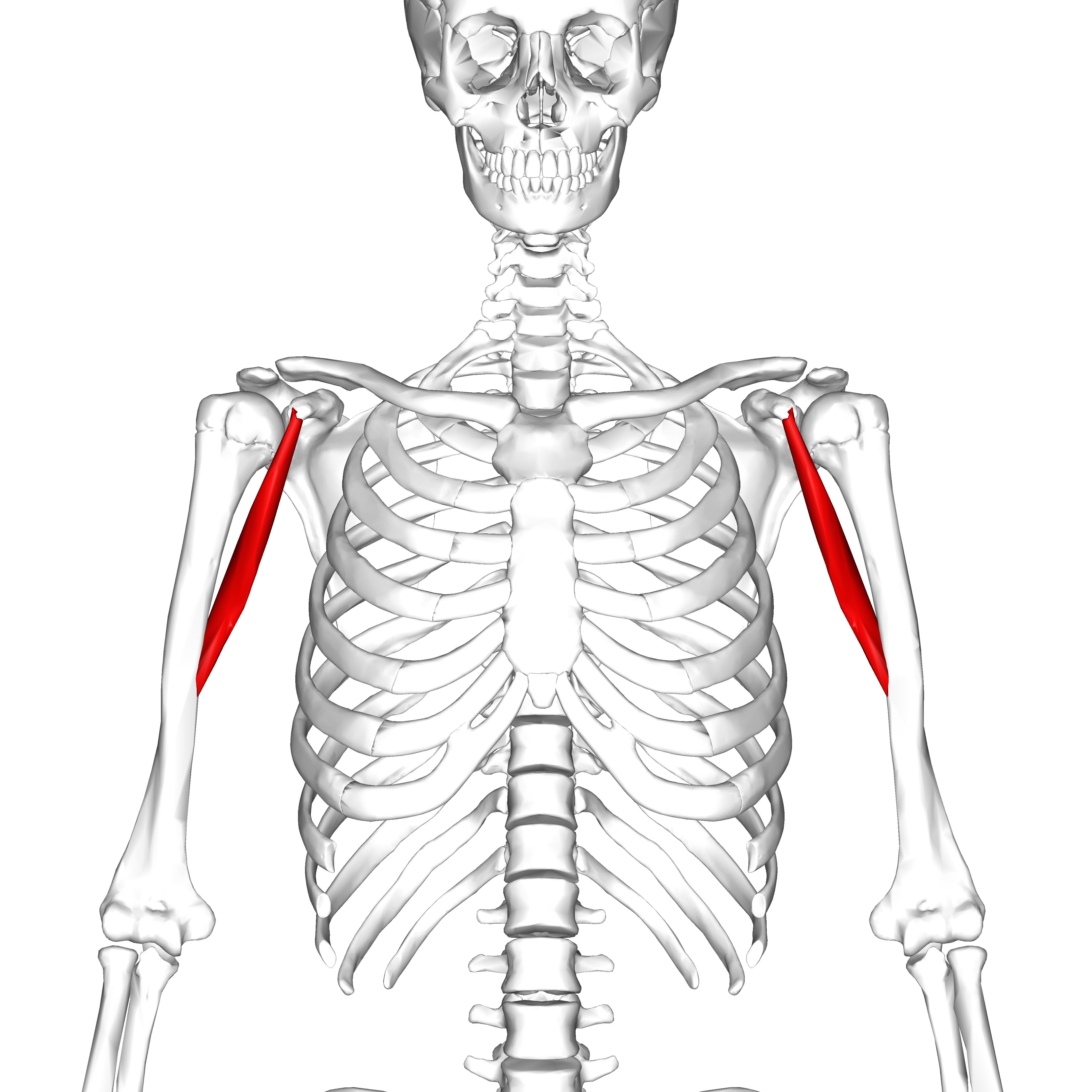 <p><span>Coracobrachialis</span></p>