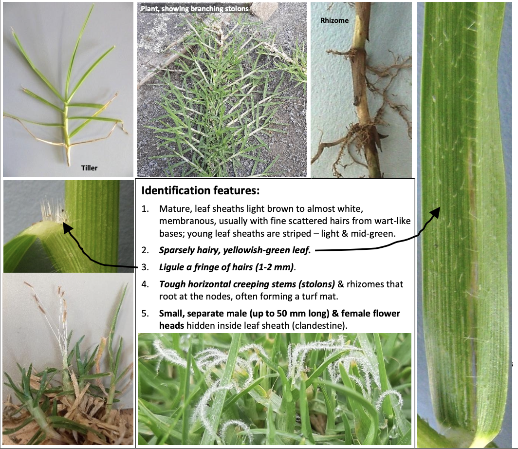 <p><strong>Plant family:</strong> Poaceae<br><strong>Life cycle:</strong> Perennial (C₄ grass)<br><strong>Key persistence/spread:</strong> Stolons and rhizomes<br><strong>Farming systems:</strong> Northern and coastal pastures</p><p><strong> How to identify</strong></p><p>Forms dense creeping mats that spread horizontally across the soil and climb fences and trees. It produces thick stolons above ground and rhizomes below ground, rooting at the nodes.</p><p>Leaves are tough, yellow‑green, and sparsely hairy. The ligule is a fringe of short hairs, not membranous.</p><p>Flowers are rarely noticed, as they are hidden inside the leaf sheath (“clandestine”).</p><p>Extremely invasive once established and often dominates summer pastures. Distinguished from paspalum by creeping growth habit.</p>