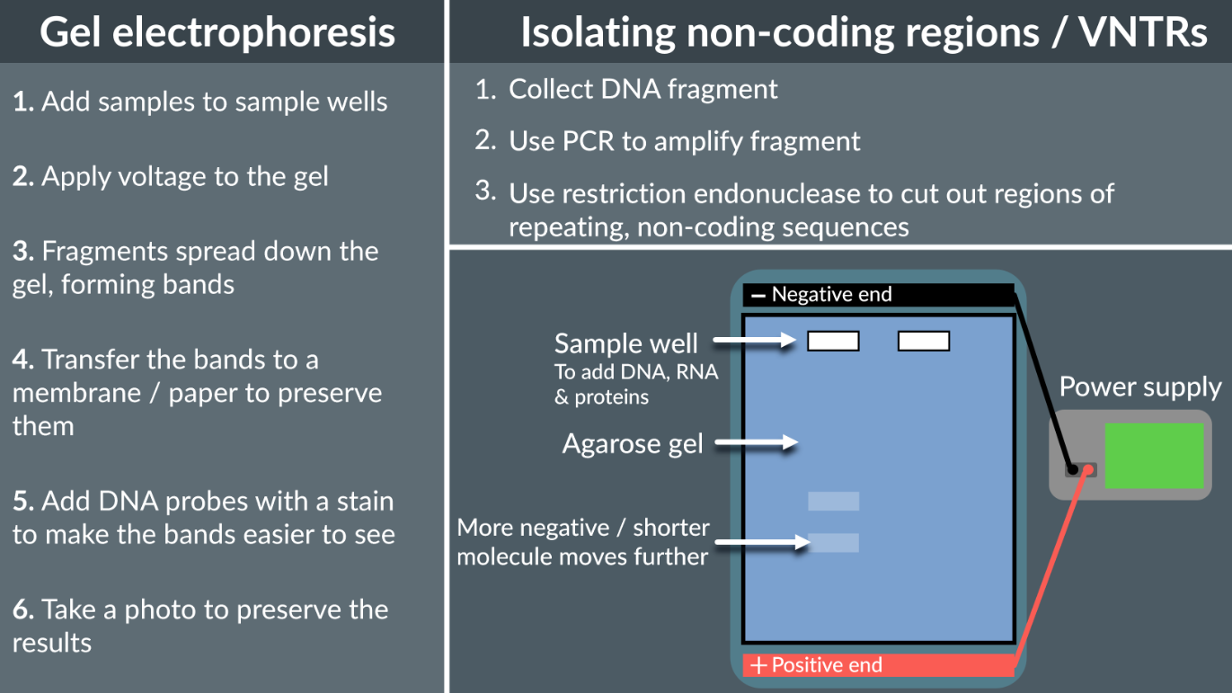 <p>Genetic fingerprinting is based on the number of non-coding regions (VNTRs - variable number tandem repeats), becuase non-coding regions don’t code for proteins, they do not effect organisms survival so there is great variation in the number of non-coding region repeats.</p><p>Gel Electrophoresis is used to separate DNA fragments based on their size, the DNA is negatively charged molecule, and with the smaller fragements they move faster towards the positive terminal, so they travel a greater distance.</p><ol><li><p>Extraction, from a sample of blood or root hair, take out the DNA strand, then increase the quantity using PCR</p></li><li><p>Use restriction endonucleases to cut out specific DNA bases</p></li><li><p>Add sample to the sample well and add voltage, so can travel towards the positive terminal</p></li><li><p>Then use either radioactive or fluorescent DNA probes for hybridisation</p></li><li><p>Then take a picture using special light or special scanner</p></li></ol><p></p>