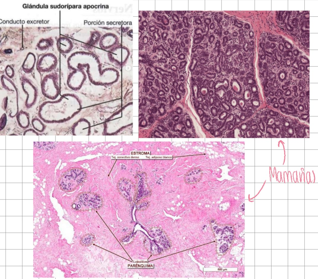<p><strong>B (Apocrina)</strong> en glándulas mamarias</p>