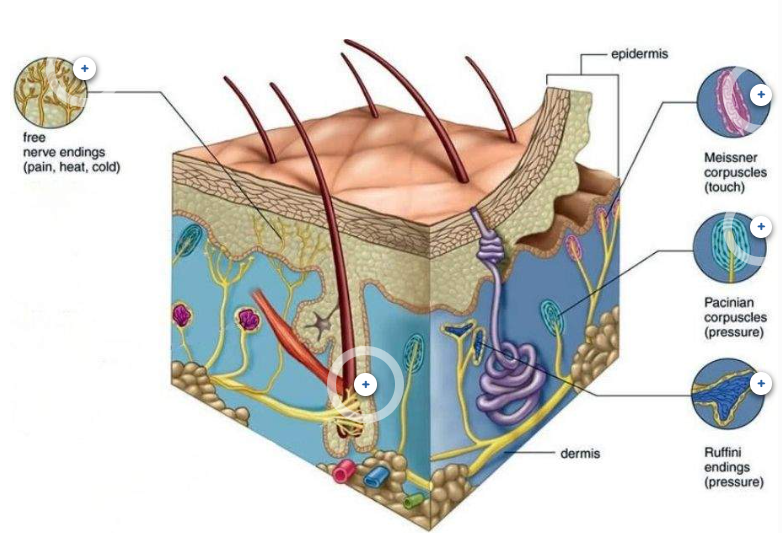 <p>receptors in skin</p><ol><li><p>free nerve endings</p></li><li><p>tactile (meissner) corpuscles</p></li><li><p>lammilar (Pacinian) corpuscles</p></li><li><p>bulbous (ruffini) corpuscles</p></li><li><p>hair follicles</p></li></ol><p></p>