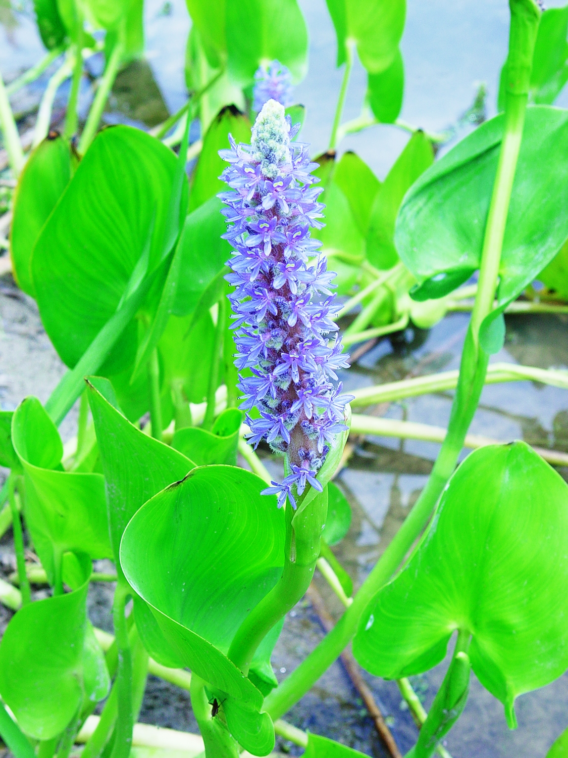 <p>Dense colonies of thick, broad leaves, growing in shallow water, Long Pond margins in calm River edges.</p>