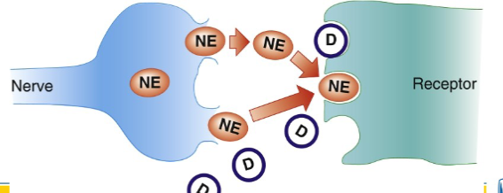 <ul><li><p>directly stimulates receptor by binding to it</p></li><li><p>indirectly stimulates the receptor by causing the release of stored neurotransmitters from vesicles in the nerve endings</p></li><li><p>ex- ephedrine</p></li></ul><p></p>