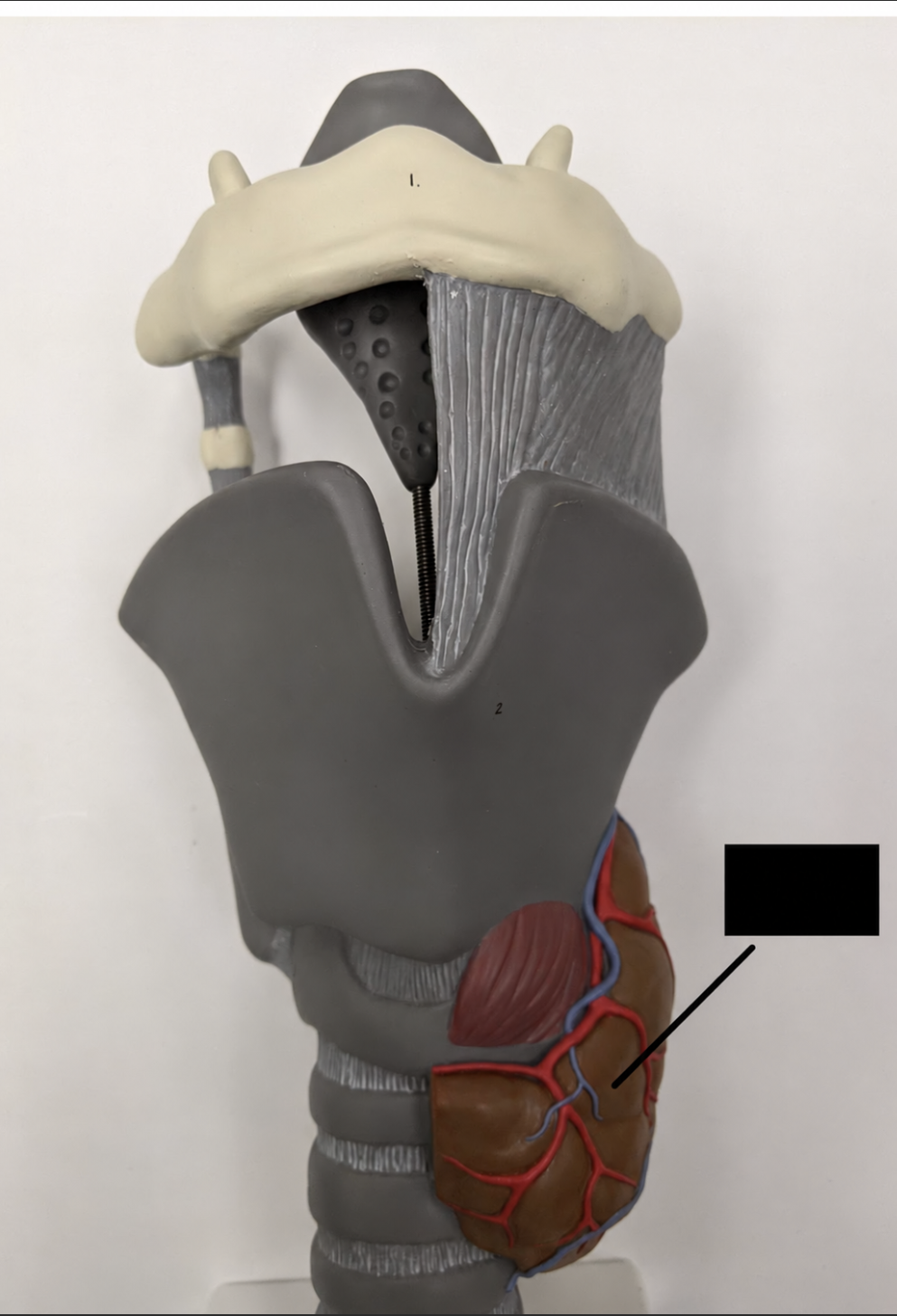 term image