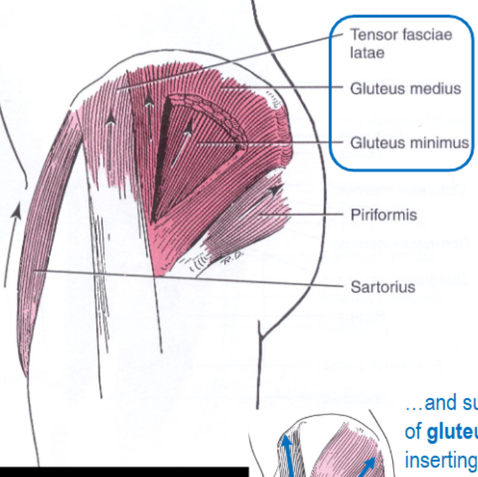 <p>+superficial fibres of gluteus maximus inserting on ITB</p><p></p>