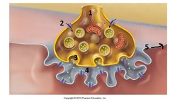 <p>neurotransmitter released by motor neurons to activate muscles; plays a role in arousal, attention, memory, and motivation</p>