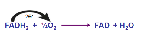 <p>-Complex II (succinate dehydrogenase)</p><p>FADH2 + Q > FAD + QH2</p><p>-Complex III (ubiquinone cytochrome c oxidoreductase): pump out 4 H+</p><p>QH2 + 2Cyt c (oxidized) > Q + 2H+ + 2Cyt c (reduced)</p><p>-Complex IV (cytochrome oxidase): pump out 2 H+</p><p>2Cyt c (reduced) + 2H+ + ½O2 > 2Cyt c (oxidized) + H2O</p>