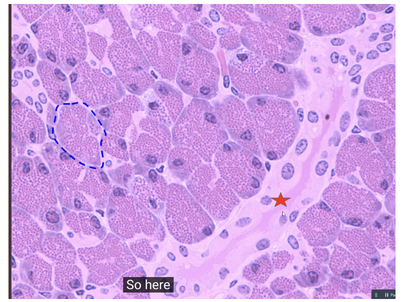 <p>what is the red star? describe it </p>