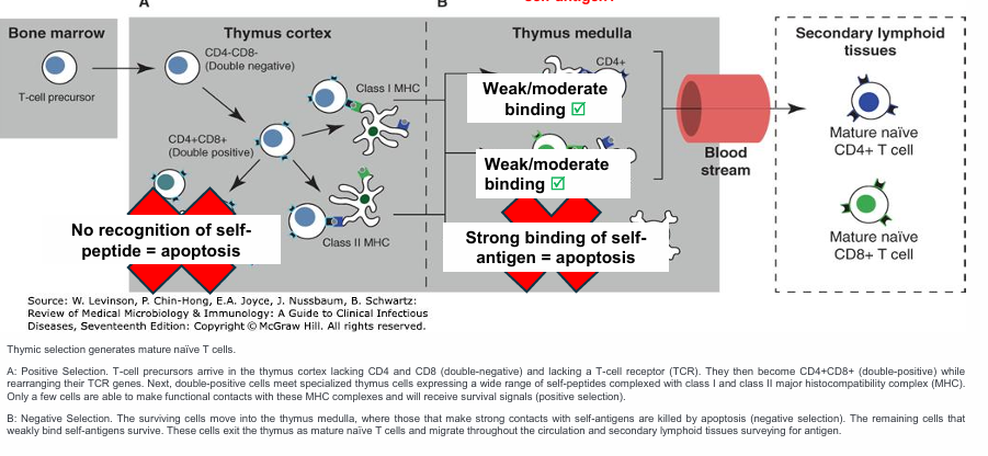 <p>Tolerance to self-antigens that is acquired within the thymus. It involves <span style="color: red;">"positive selection"</span> (keeping T cells that recognize MHC receptors) and <span style="color: red;">"negative selection" </span>(eliminating T cells that react strongly to self-antigens).</p>