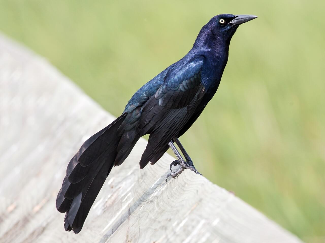 <p>Great-tailed grackle</p><p>*Must know vocalization</p>