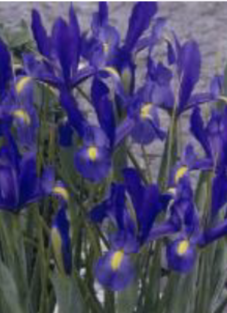 <p>Dwarf Dutch Iris</p>