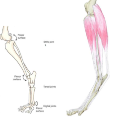 <p>flexors of the hock</p><p>extensor of the digits</p>