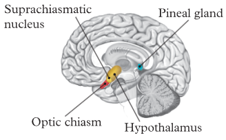 <p>hypothalamus</p>