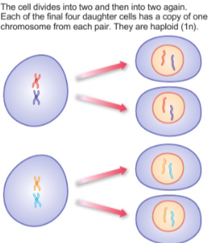 <p>the two copies of a chromosome in each X-shape split into two new cells.</p>
