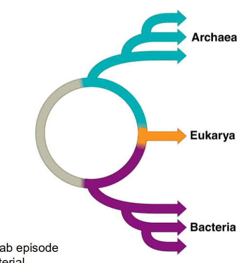 <p>ring of life / fusion hypothesis</p>