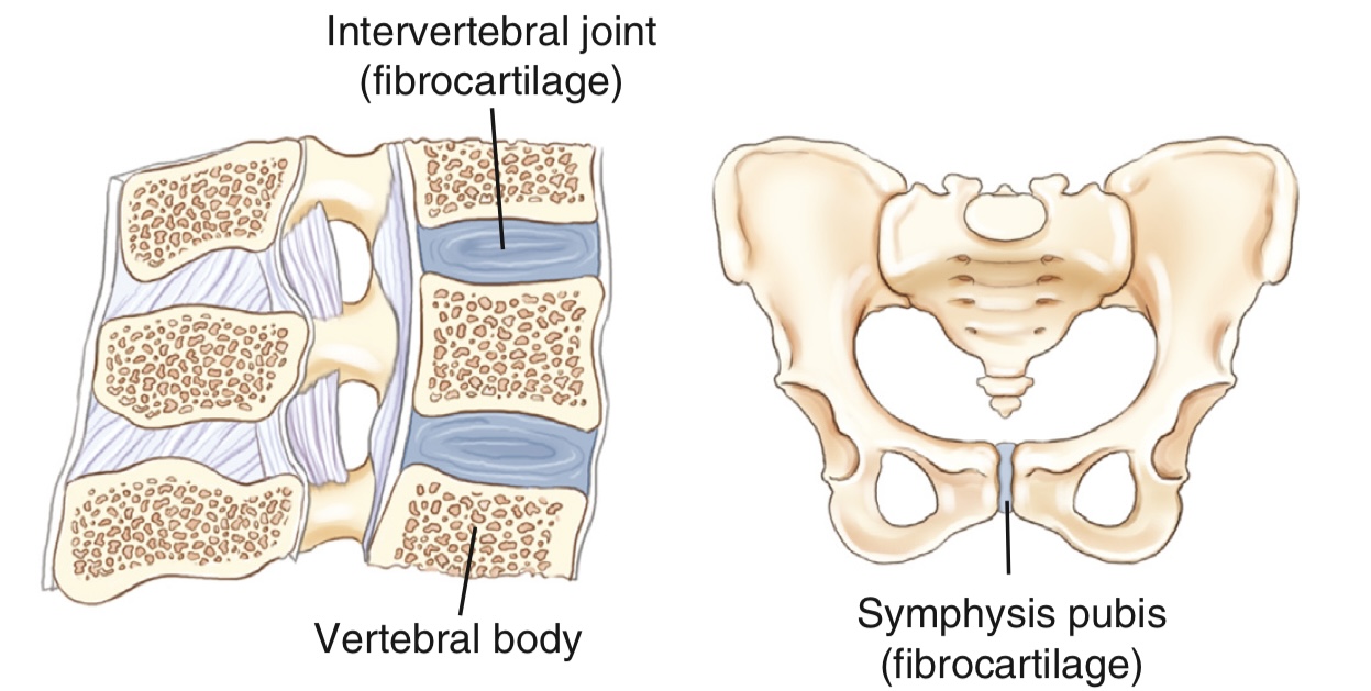 <p>what is the function, structure, and movement of these joints?</p>