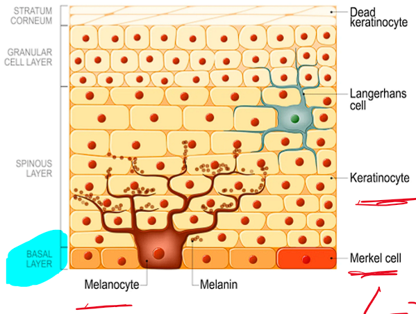 <ul><li><p>Tough, fibrous cells</p></li></ul><ul><li><p>90% of epidermal cells</p></li><li><p>Form protective water barrier.</p></li></ul><p></p>
