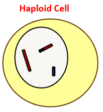 <p>Haploid cells are <strong>cells </strong>with <strong>one set </strong>of <strong>chromosomes</strong>, present <strong>only </strong>in <strong>gametes</strong></p>