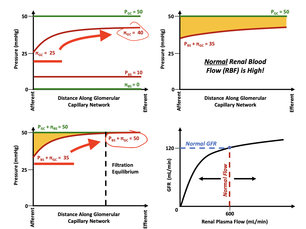 <p>Glomerular oncotic pressure (πGC)</p>