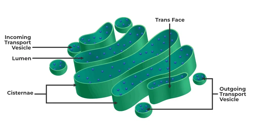 <p>Golgi complex structure</p>