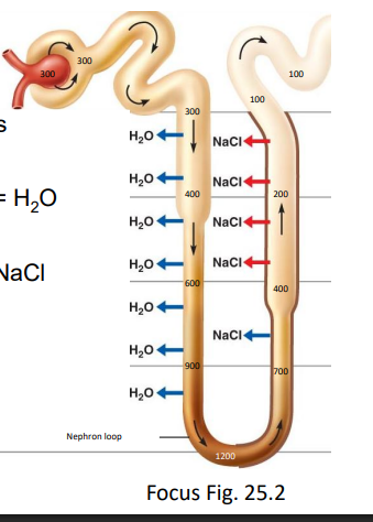 <ul><li><p>descending limb (DL) = unregulated (obligatory) reabsorption of <strong>H2O only</strong></p></li><li><p>ascending limb (AL) - <strong>impermeable to water</strong>, but get active transport of Na+, Cl- (excretes salt)</p></li></ul><p></p>