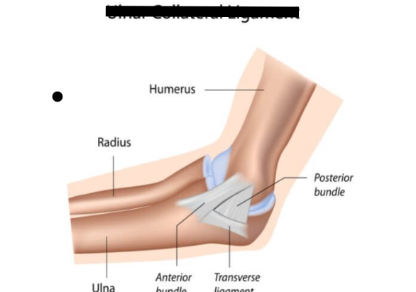 <p>What Elbow Ligament?</p>