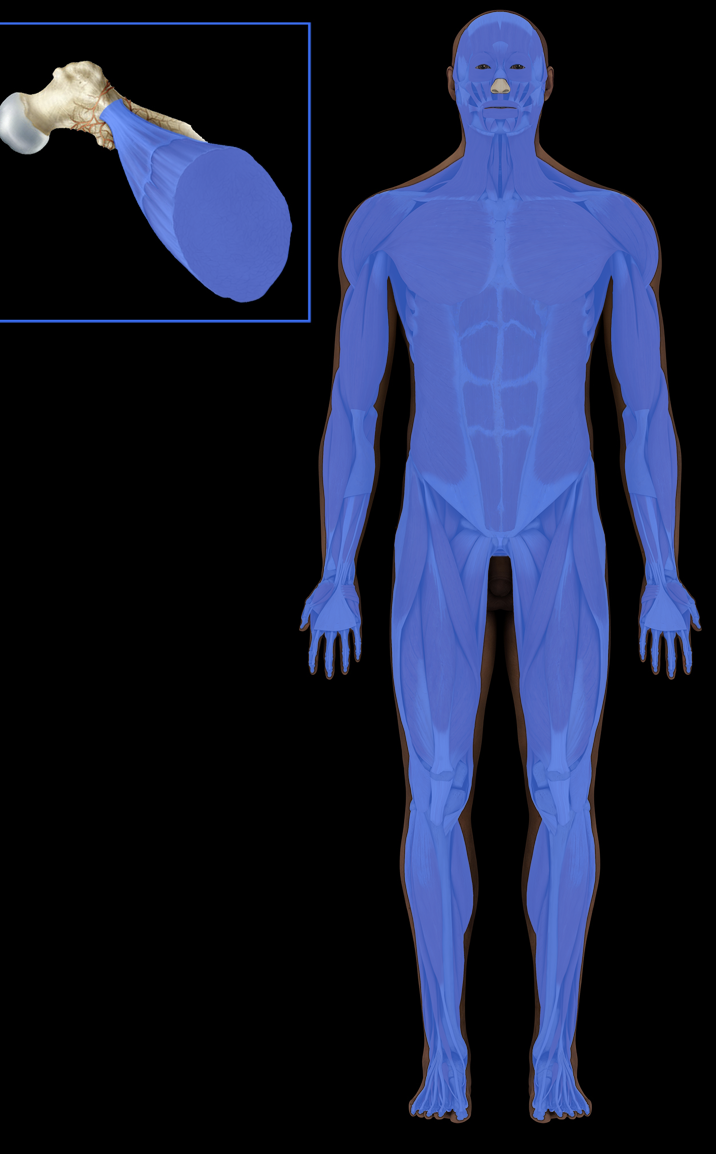 <p>Organs and tissues:</p><ul><li><p>Muscle</p></li><li><p>Tendon</p></li></ul><p>Description:</p><ul><li><p>Three types of muscle tissue: skeletal (striated), cardiac, and smooth</p></li><li><p>Skeletal muscles divided into axial and appendicular</p></li><li><p>Cardiac muscle found in walls of heart</p></li><li><p>Smooth muscle found in walls of hollow organs (e.g., gastroinestinal tract, blood vessels); in iris and ciliary body of eye</p></li></ul><p>Function:</p><ul><li><p>Movement of body</p></li><li><p>Maintenance of posture</p></li><li><p>Communication (especially muscles of facial expression)</p></li><li><p>Body functions, including respiration, circulation, digestion, defecation, urination, childbirth</p></li><li><p>Temperature regulation</p></li></ul><p>Comment:</p><ul><li><p>Skeletal muscle under voluntary control</p></li><li><p>Cardiac and smooth muscle under involuntary control</p></li></ul><p></p>