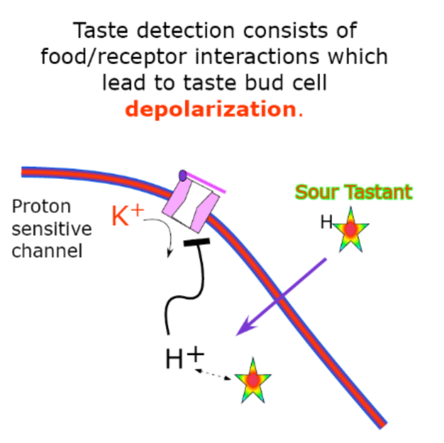 <p>K+ (depolarizes the cell)</p>