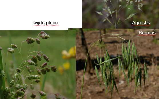 <p>Geef de familie.</p>