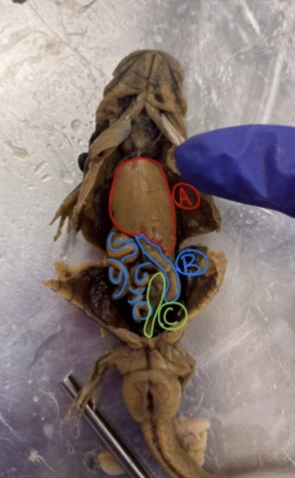 <p>A — a large organ found in the pleuroperitineal cavity on the more anterior side; functions to hold food and initiate chemical and mechanical digestion. utilizes gastric juice to start protein breakdown</p>