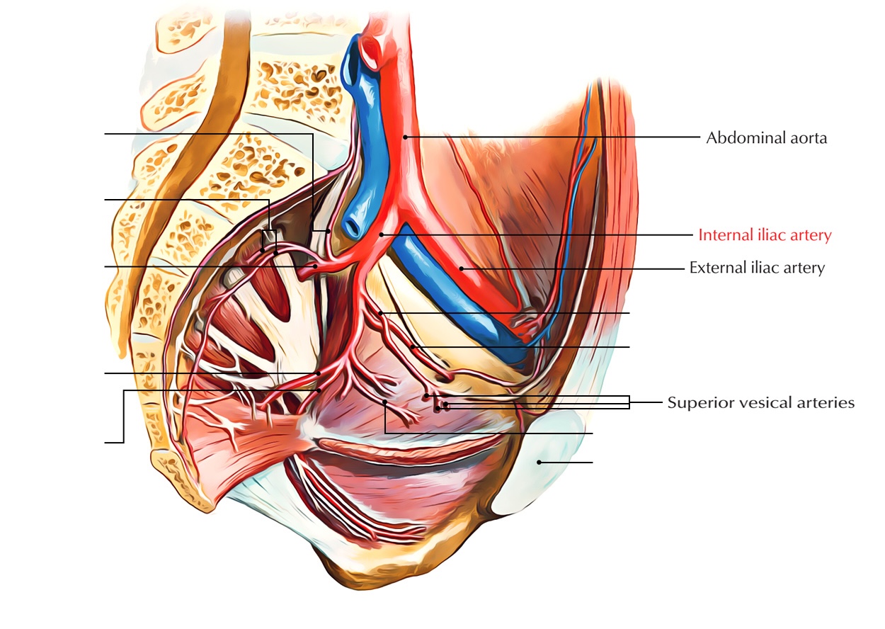 <p>Bladder</p>