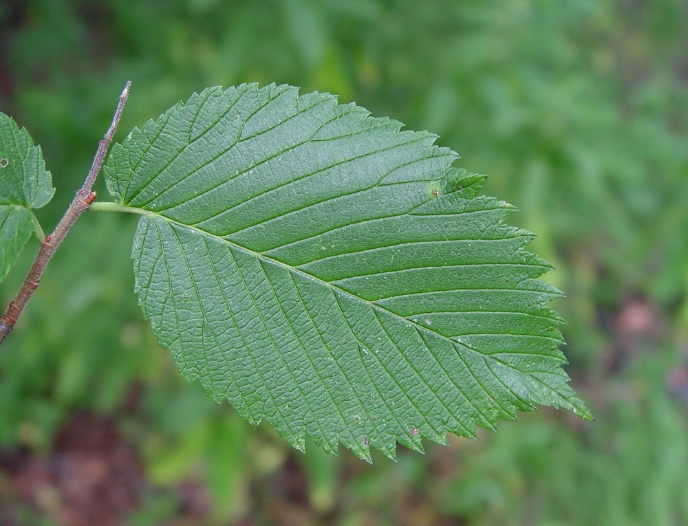 <p>leaves same size of American Elm</p><p>forked veins @ leaf margins</p><p>samara fruits (March &amp; April)</p><p>bark layered, not as contrasting</p>