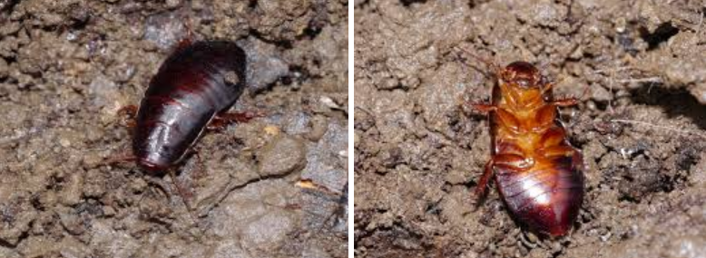 <p>What is the name of these bugs? </p>