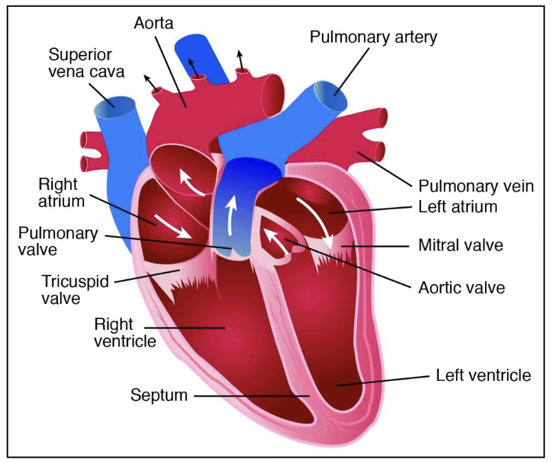 <p><span>regulates blood flow from the right ventricle into the pulmonary artery.</span></p>