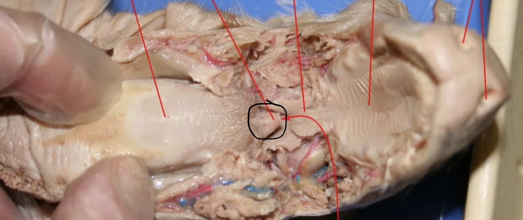<p>Identify this Organ</p>