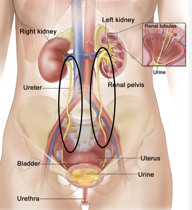 <p><span>transport urine from the renal pelvis of each kidney to the urinary bladder</span></p>