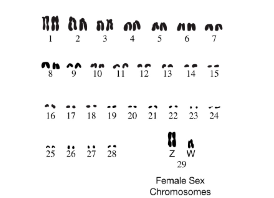 <p>Cape parrots are found in forests in South Africa. In a study of Cape parrot genetics, biologists produced the karyotype shown from somatic cells of a female Cape parrot. Based on the karyotype, how many chromosomes are present in the gametes of a Cape parrot </p>