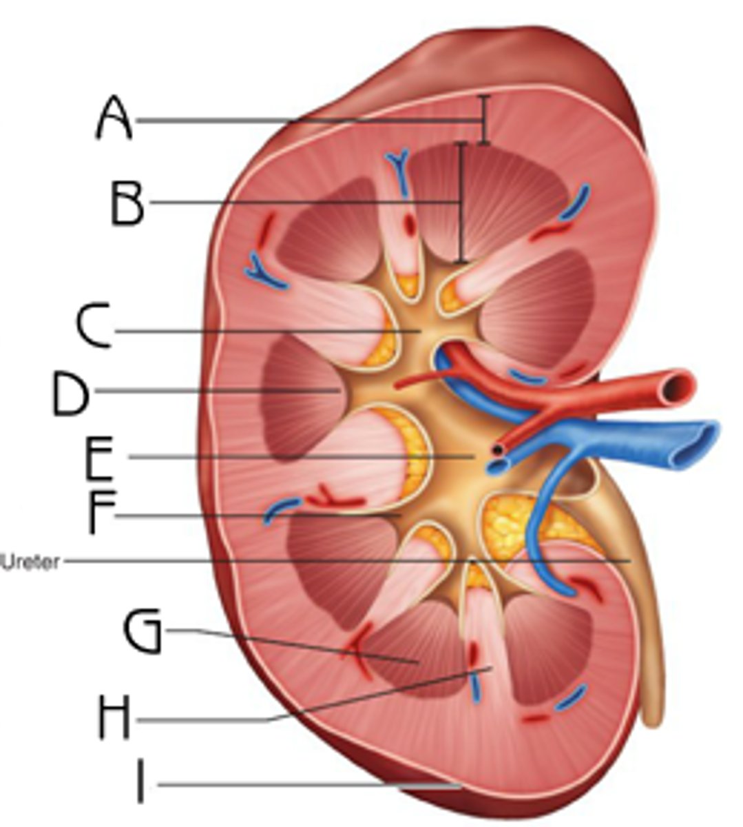 <p>D</p><p>Function: drain urine into the minor calyxes and thence to the ureters</p>