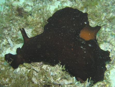 <p>MOLLUSCA Giant sea hare</p>